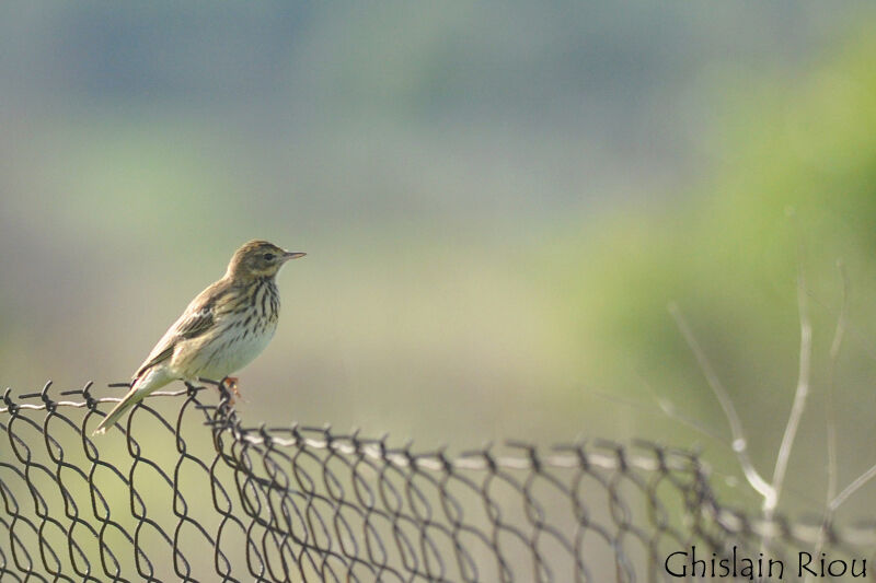 Tree Pipit