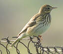 Pipit des arbres