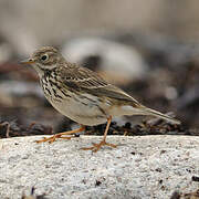 Meadow Pipit