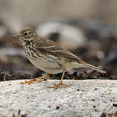 Pipit farlouse