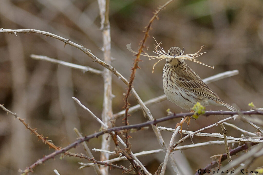 Pipit farlouse, Nidification