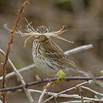 Pipit farlouse