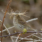 Meadow Pipit