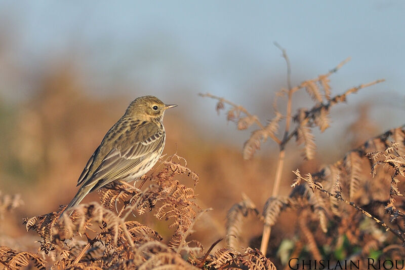 Pipit farlouse