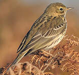 Pipit farlouse