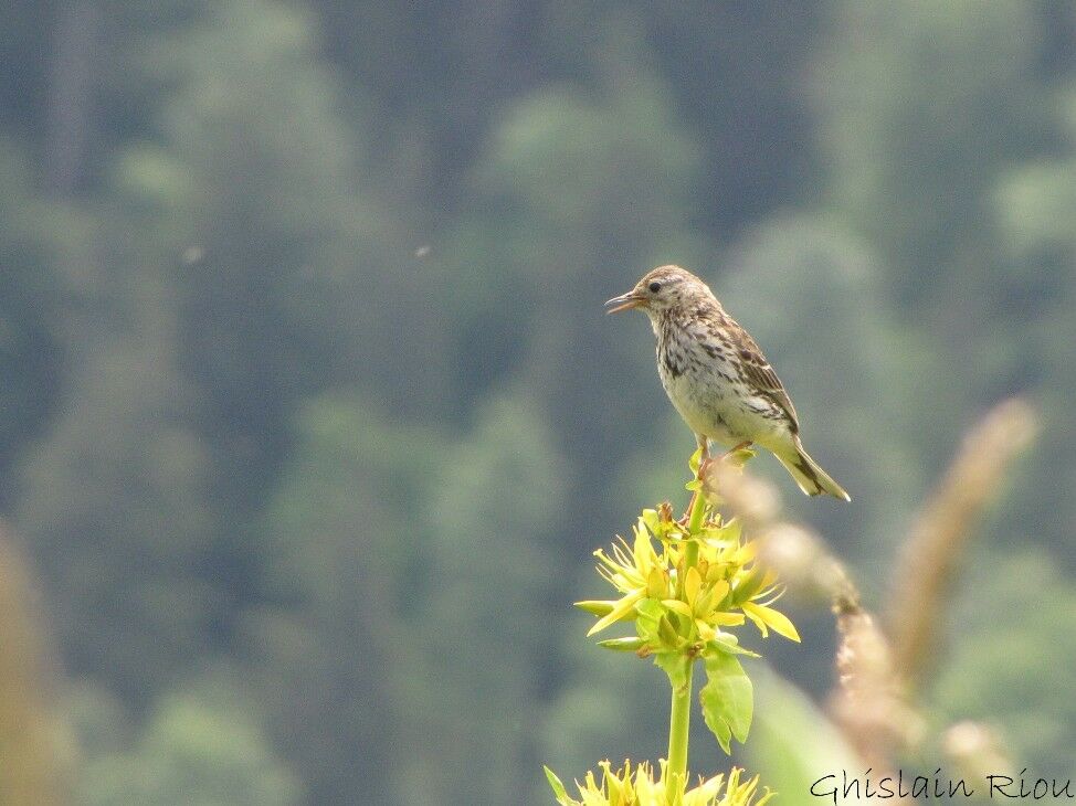 Pipit farlouse mâle adulte