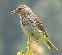 Pipit farlouse