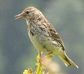 Pipit farlouse