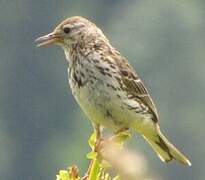 Meadow Pipit