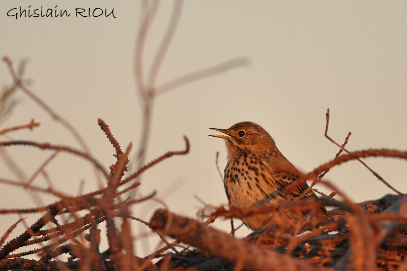 Pipit farlouse