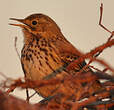 Pipit farlouse