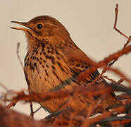 Pipit farlouse