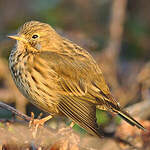 Pipit farlouse