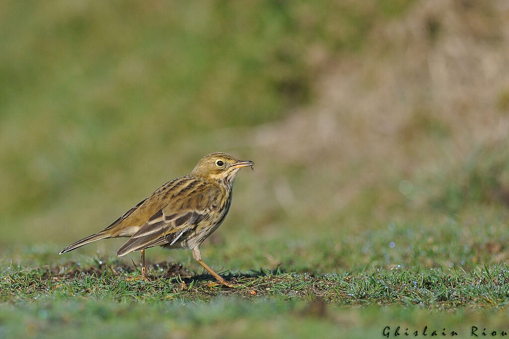 Pipit farlouse