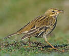 Pipit farlouse