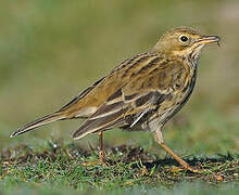Meadow Pipit