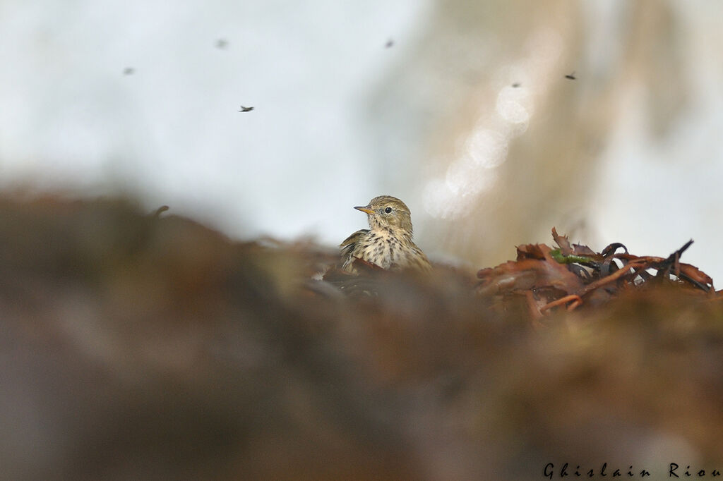 Pipit farlouse