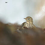 Pipit farlouse