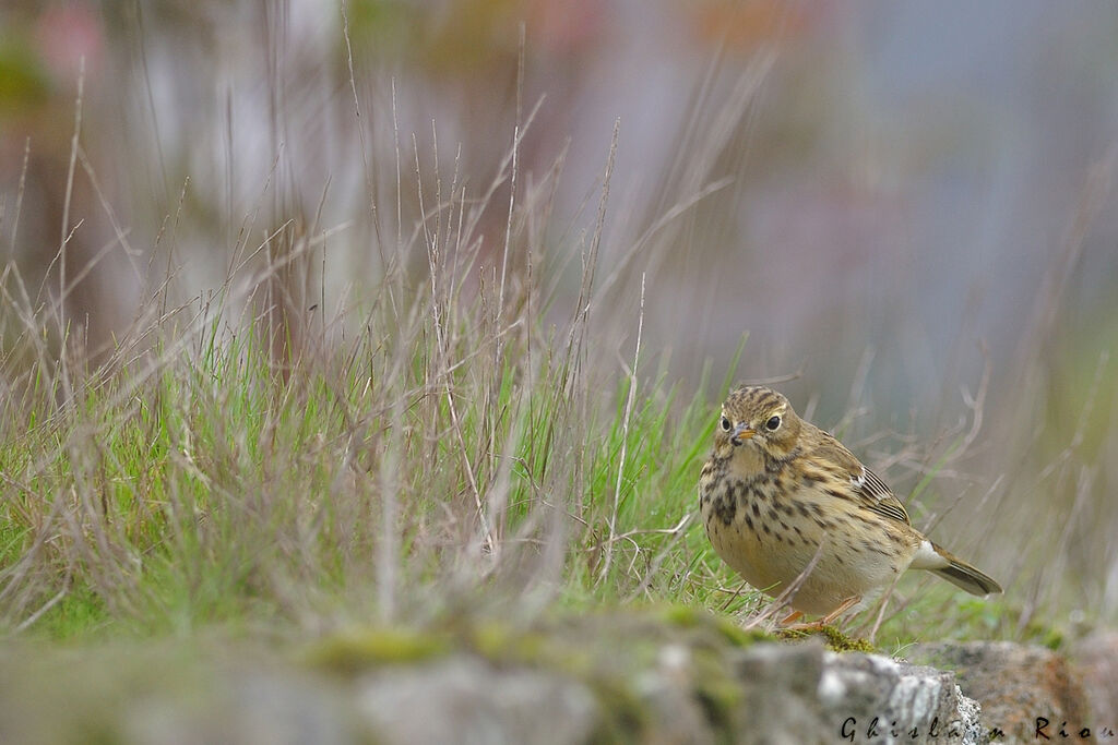 Pipit farlouse