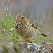 Meadow Pipit