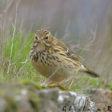 Pipit farlouse