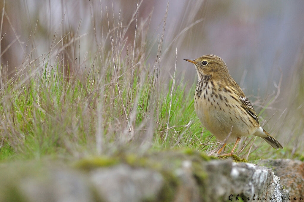 Meadow Pipit