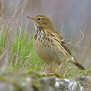 Pipit farlouse