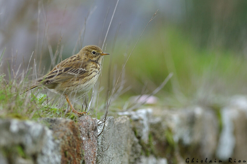 Meadow Pipit