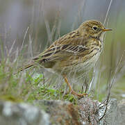 Meadow Pipit