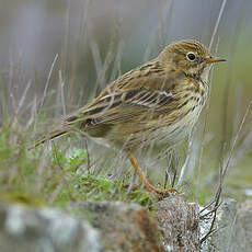 Pipit farlouse