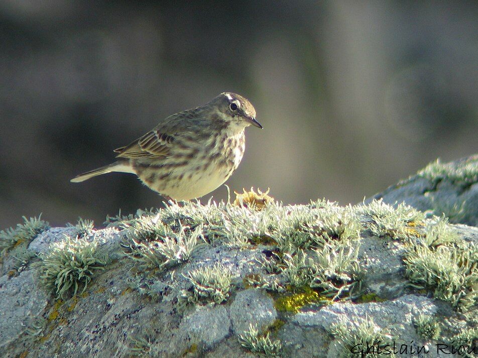 Eurasian Rock Pipit