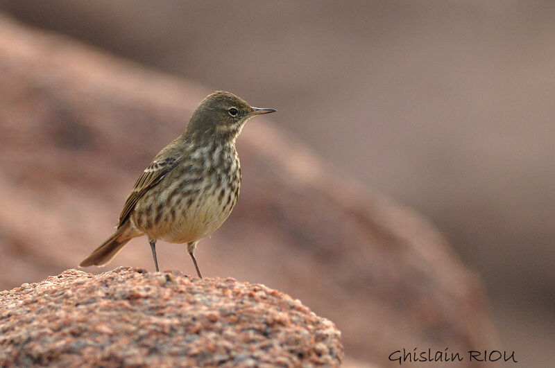 Eurasian Rock Pipit