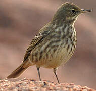 Eurasian Rock Pipit