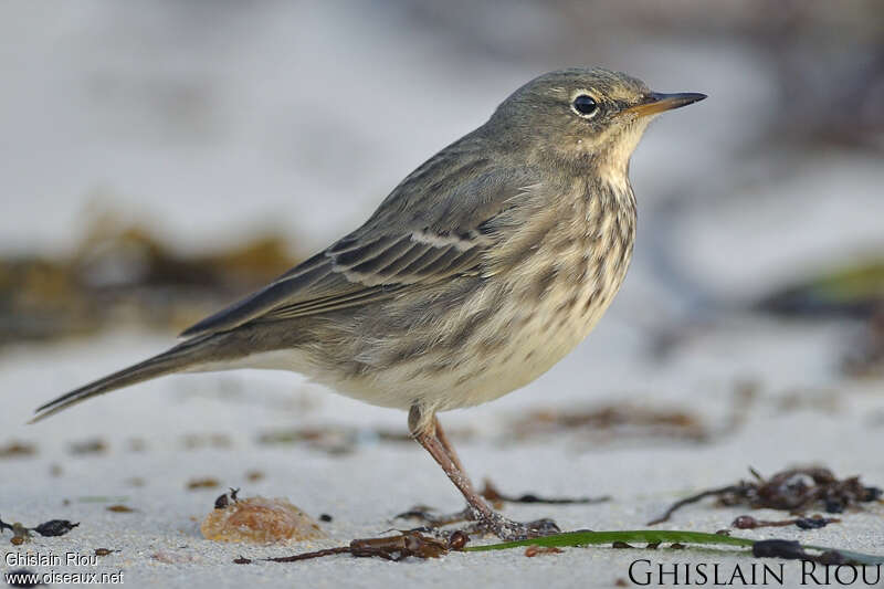 Pipit maritime, identification