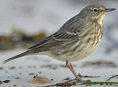 European Rock Pipit