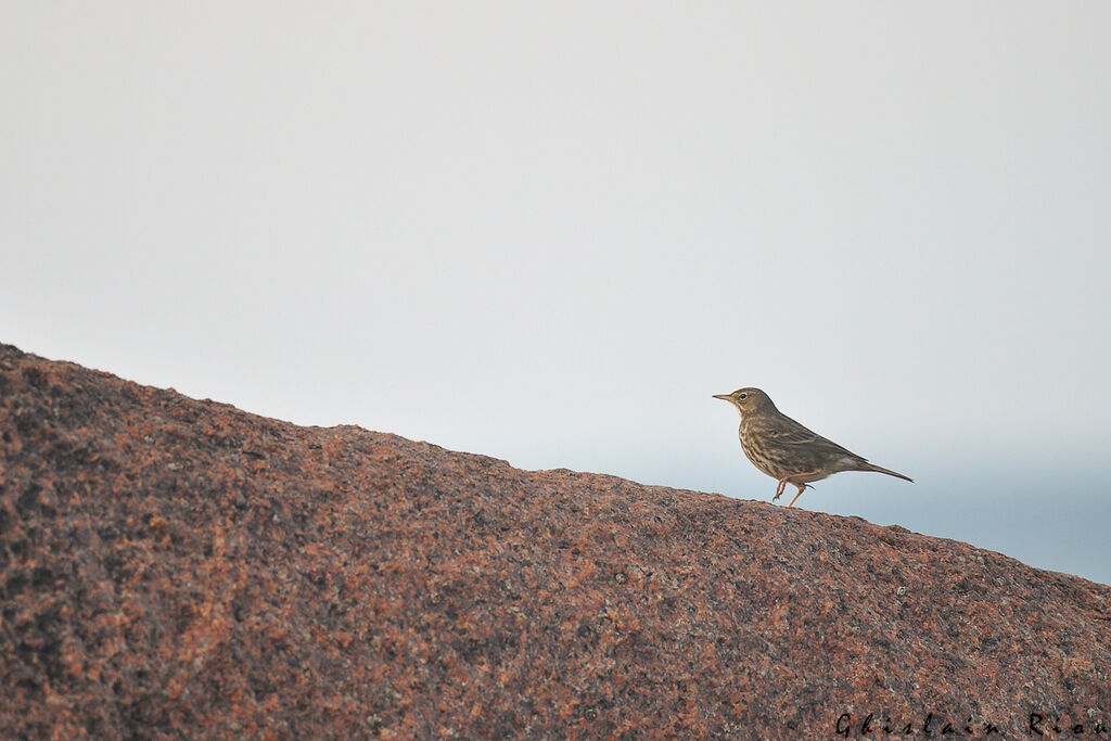 Eurasian Rock Pipit