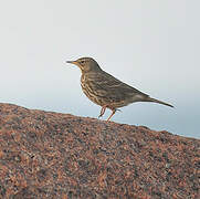 Eurasian Rock Pipit