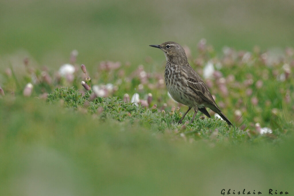 European Rock Pipit