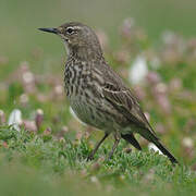 European Rock Pipit