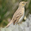 Pipit rousseline