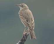 Pipit rousseline