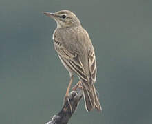 Pipit rousseline