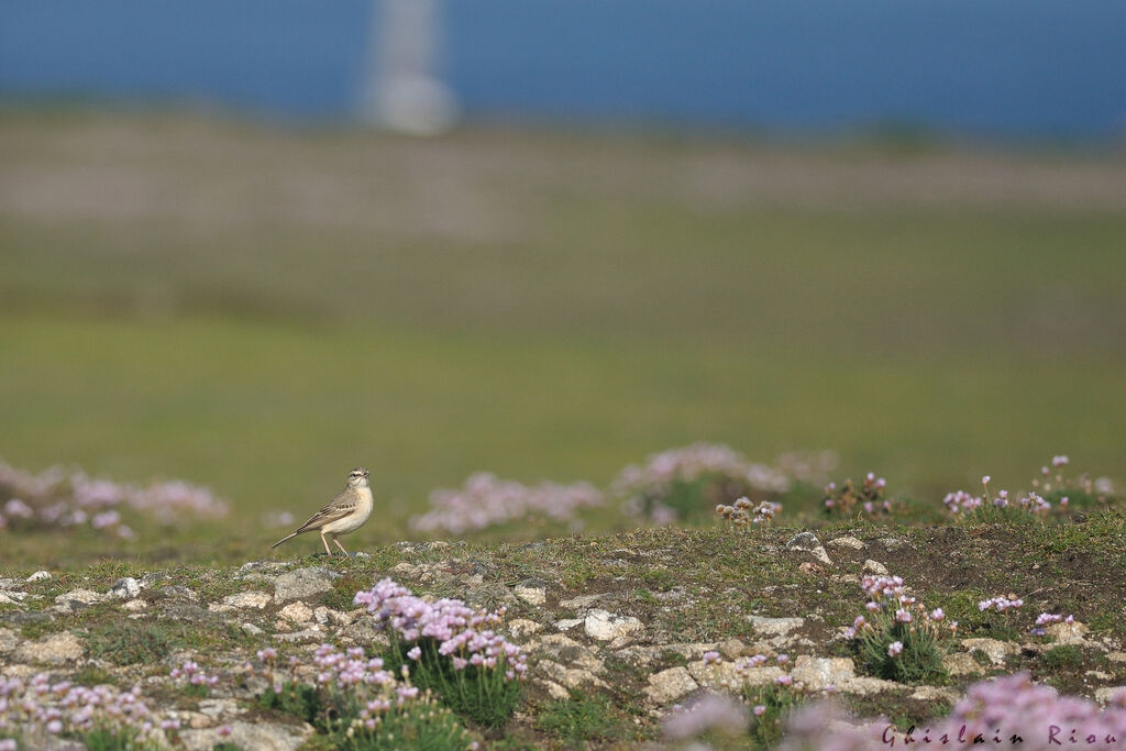 Pipit rousseline, habitat