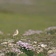 Pipit rousseline