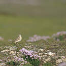 Pipit rousseline