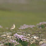 Pipit rousseline