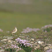 Pipit rousseline