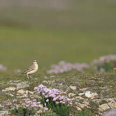 Pipit rousseline