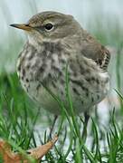 Water Pipit