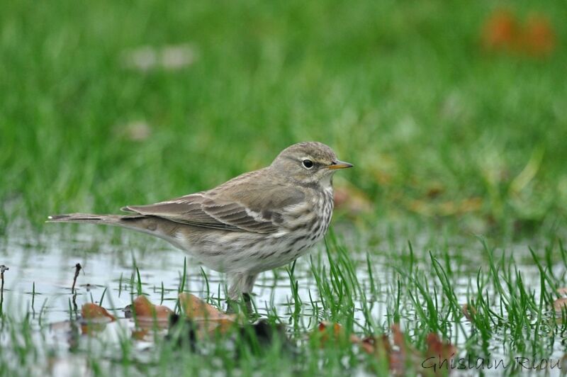 Water Pipit